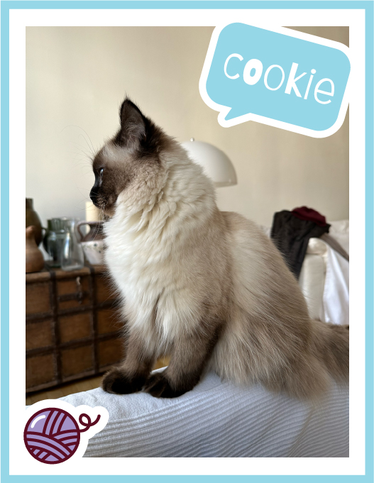 cookie-100