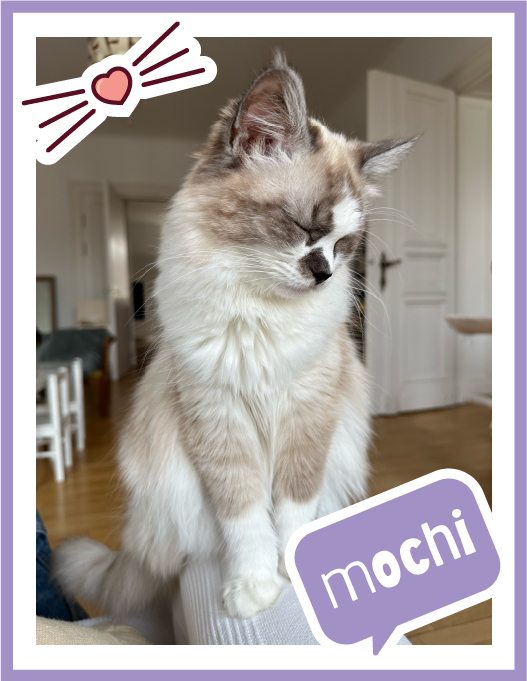 mochi-100