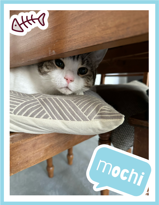 mochi1-100
