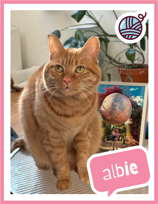 albie-100