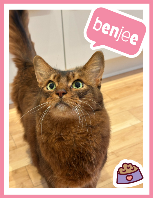 benjee-100