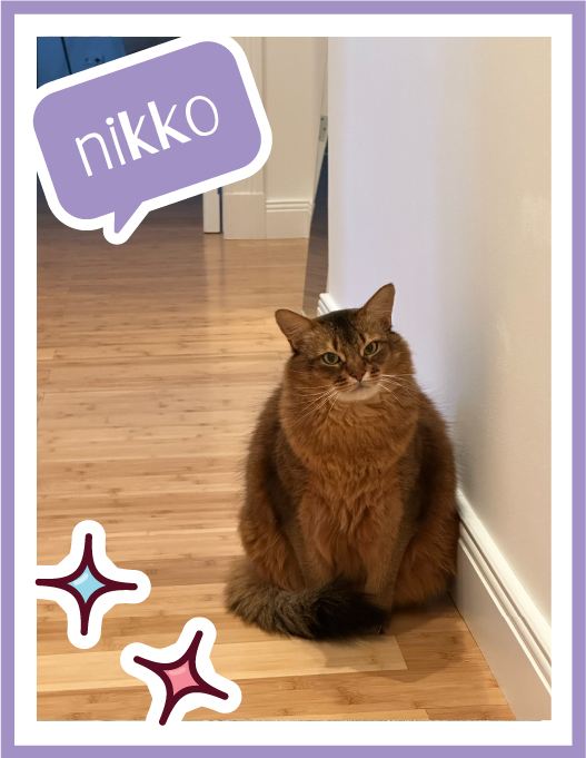 nikko-100